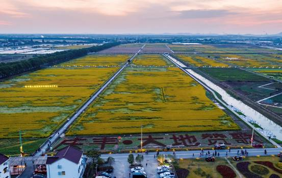 庆丰奏响"田园赞歌"——江苏溧阳市举办稻田音乐会欢庆丰收节