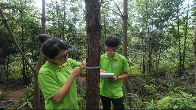 实践队成员在长汀调查马尾松生林生长情况