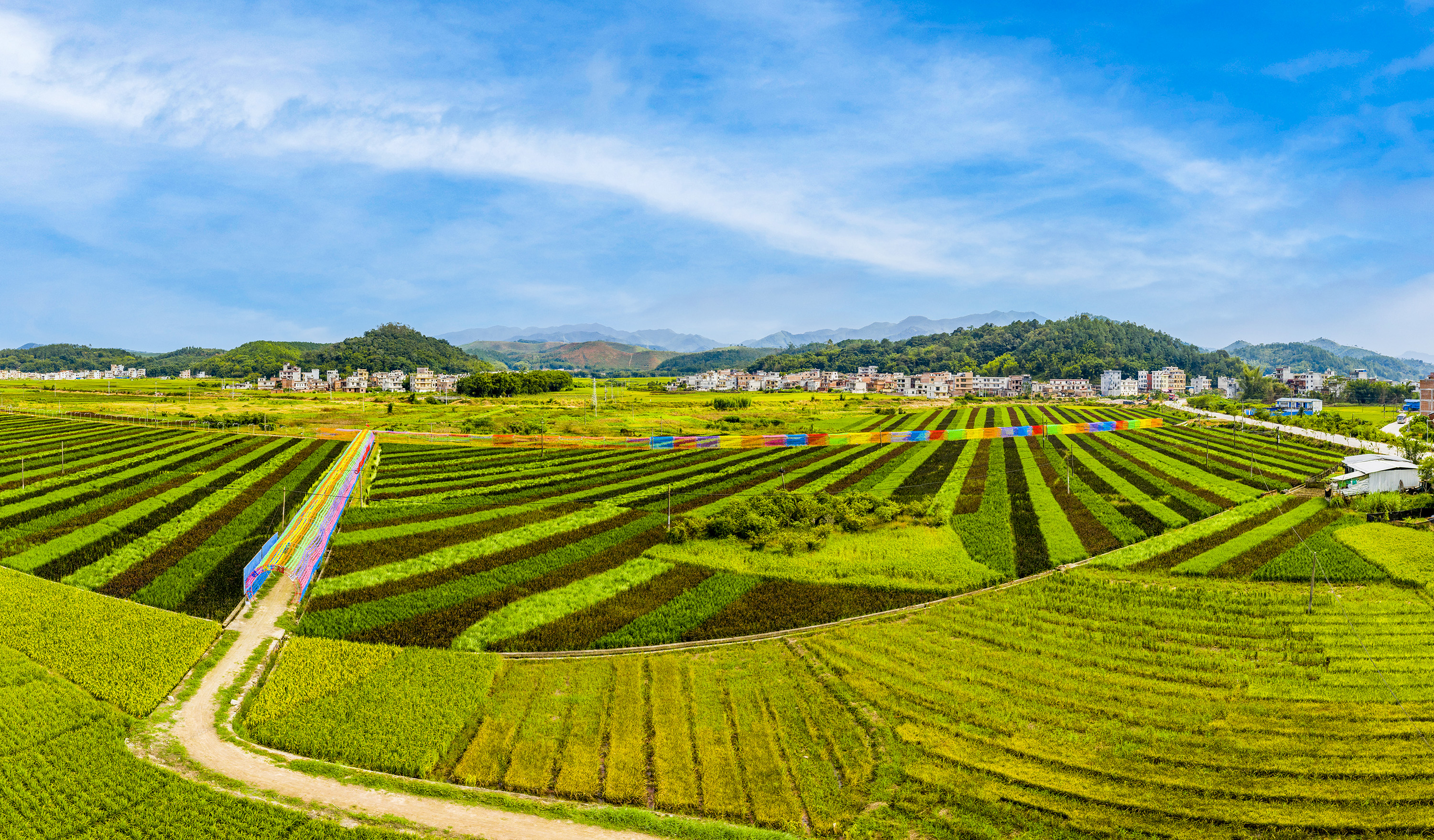 富硒大米,不仅稻谷产量高,市场行情好,而且能增添田园综合体色彩,增加