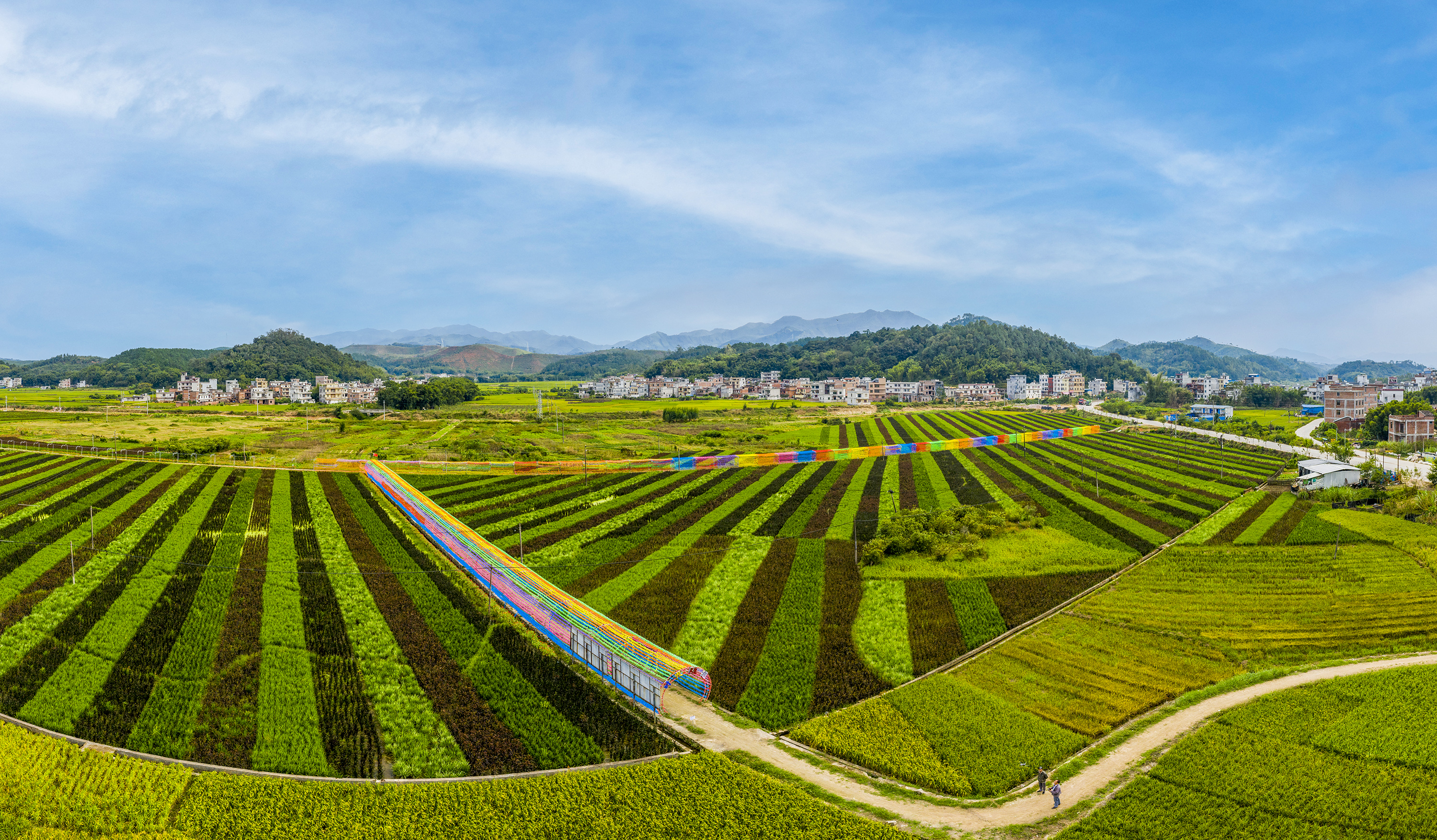 斑斓五彩稻粮景双丰收