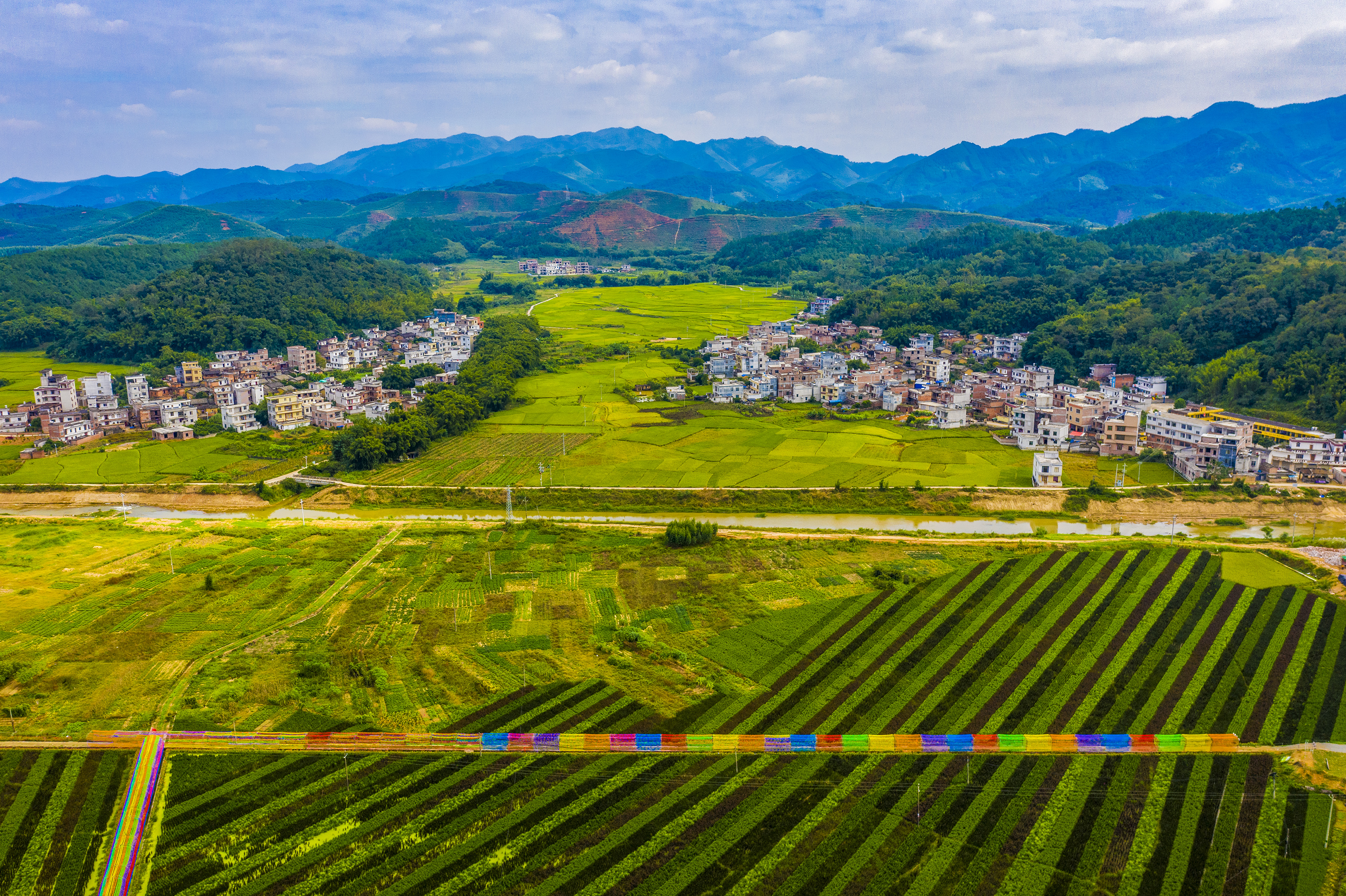 近日,广西梧州市龙圩区大坡镇新龙村和合垌村种植的五彩稻与农作物