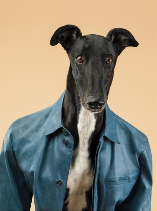 时尚大牌大胆启用狗狗超模吸人眼球组图