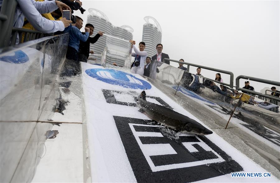 CHINA-HUBEI-CHINESE STURGEON-PROTECTION (CN)