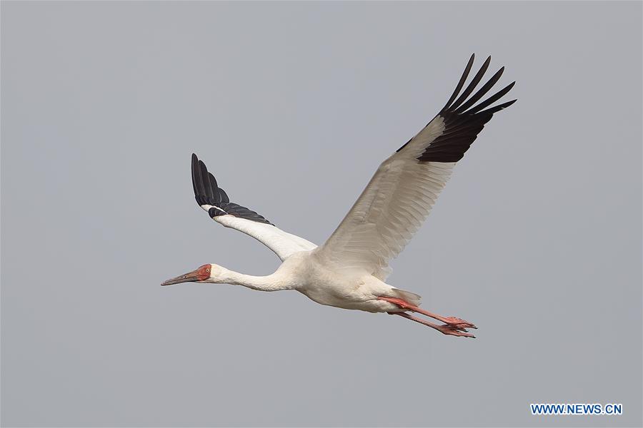 CHINA-HONG KONG-RETURN ANNIVERSARY-ENVIRONMENT (CN)