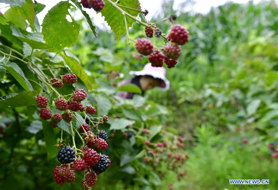 Taiwanese Raspberry Villagers freeze raspberries before transporting them to market in C ...