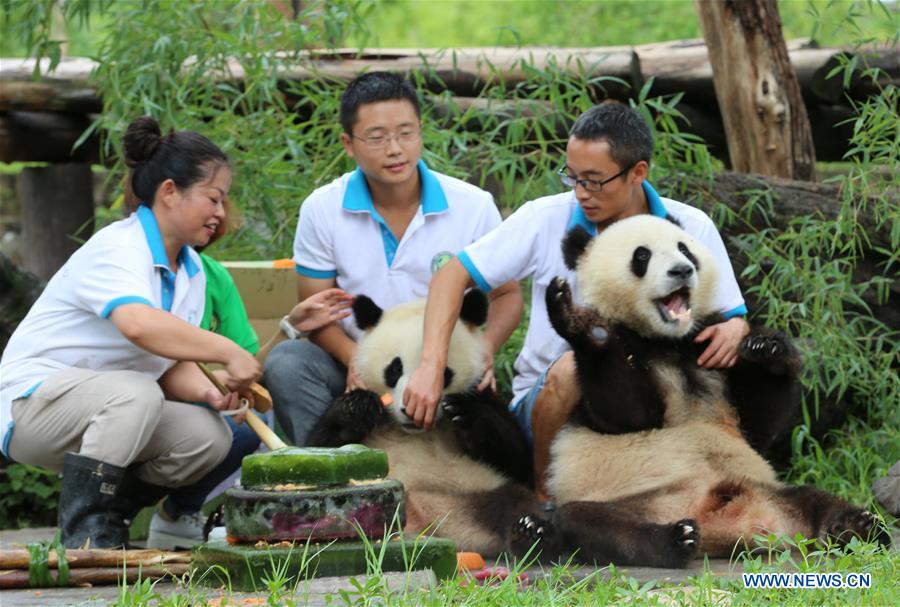 Giant panda twins celebrate 2nd birthday in SW China's Sichuan - Xinhua ...