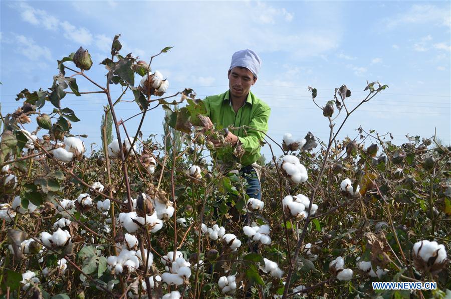 Cotton harvest begins in Alaer, China's Xinjiang - Xinhua | English.news.cn
