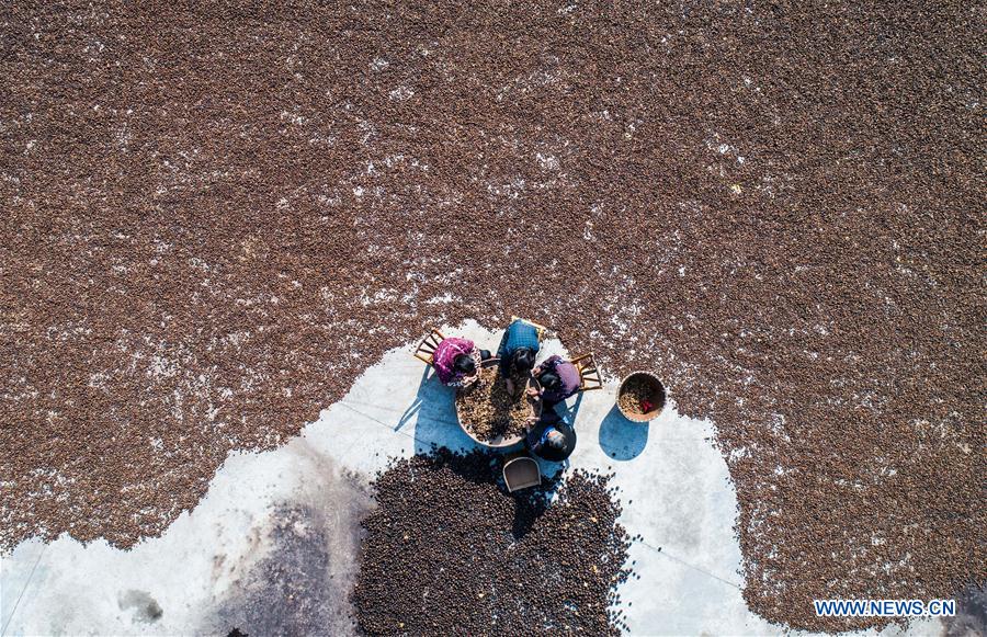 CHINA-ZHEJIANG-JIANDE-CAMELLIA OIL (CN)