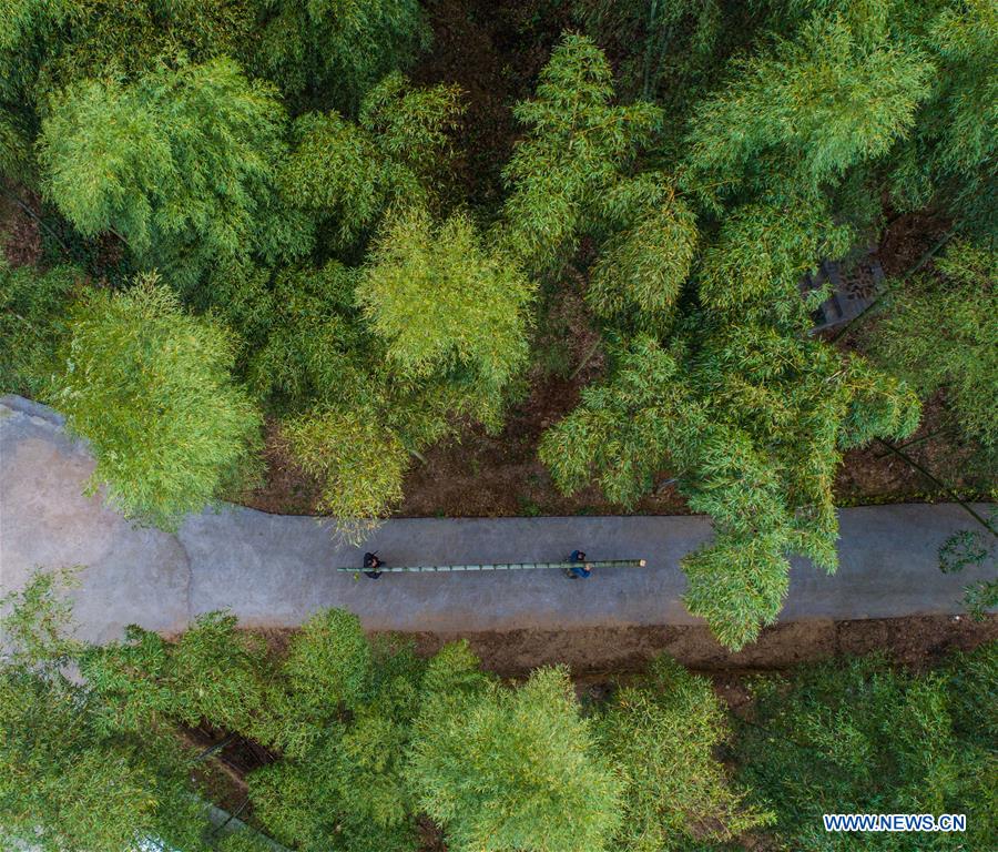 CHINA-ANJI-BAMBOO INDUSTRY(CN)