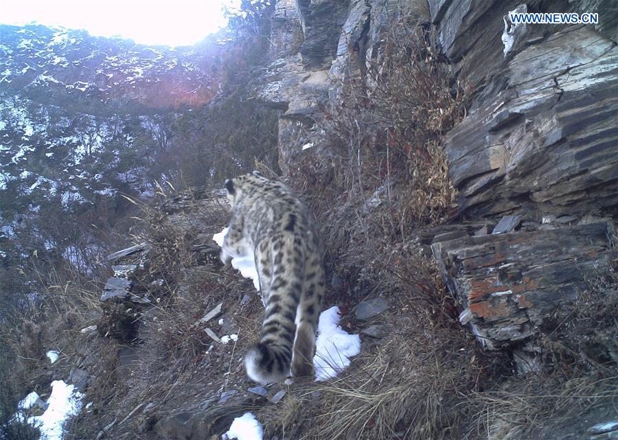 CHINA-TIBET-SNOW LEOPARDS-IMAGES(CN)