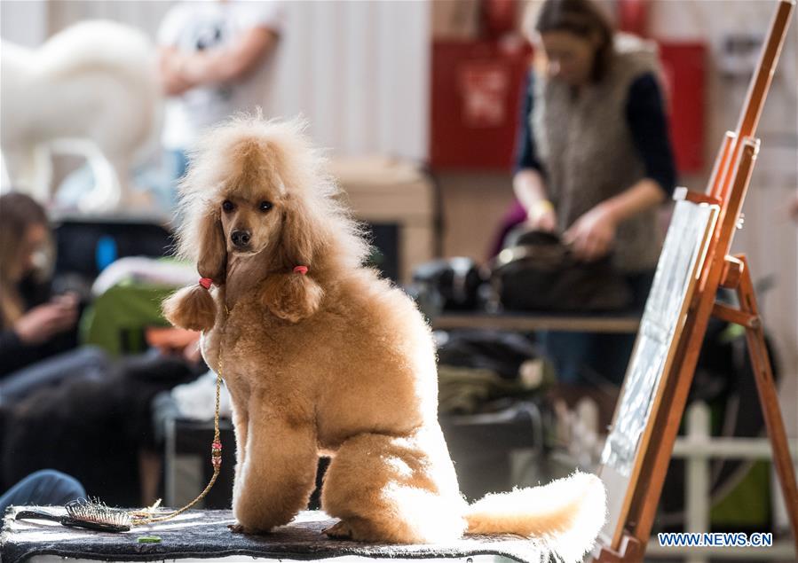 international dog show held in vilnius, lithuania