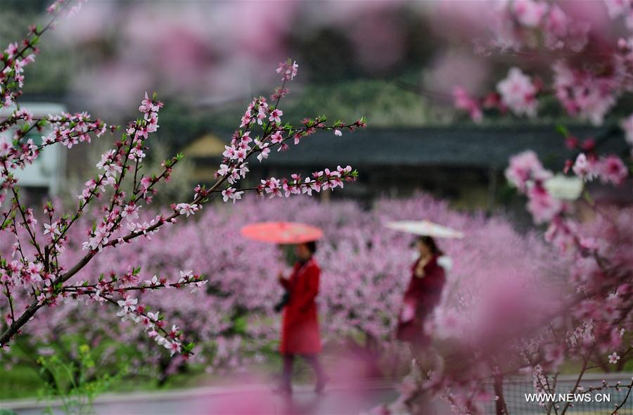 Spring view seen across China - Xinhua | English.news.cn