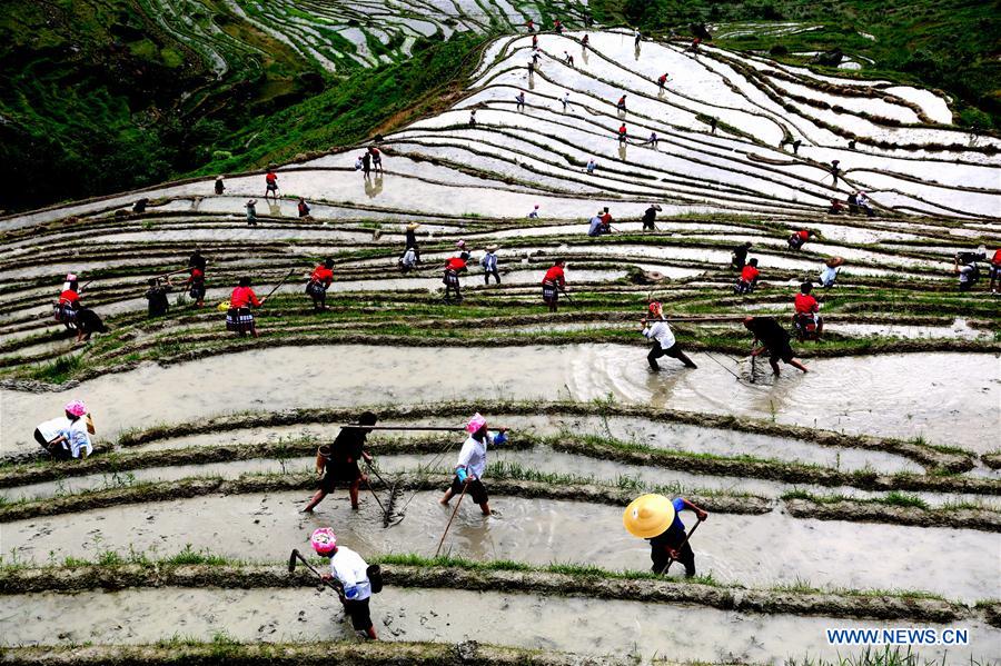 #CHINA-GUANGXI-TERRACED FIELDS-PLOUGH (CN)