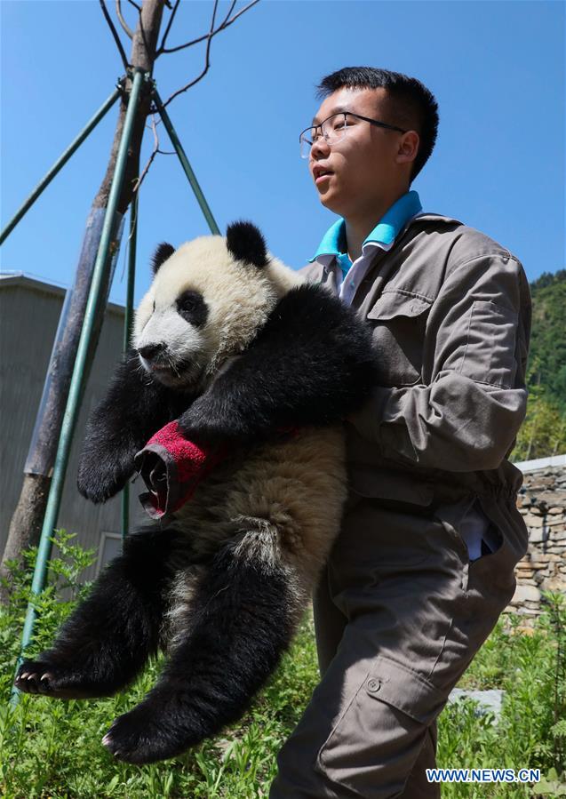 Shenshuping protection base home to more than 50 giant pandas in SW ...