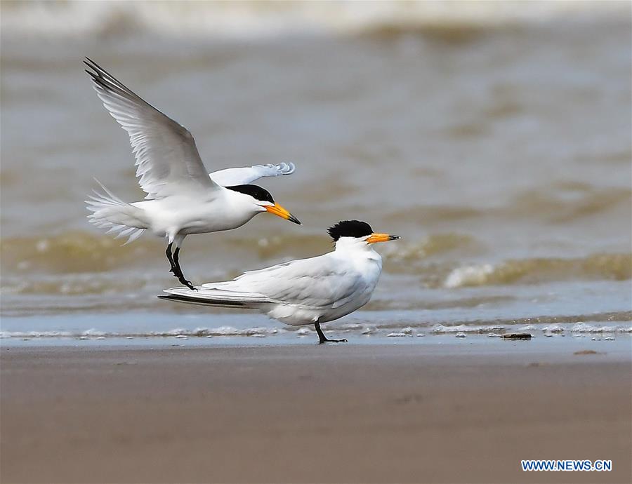 chinese lesser crested terns seen in se chinas fujian