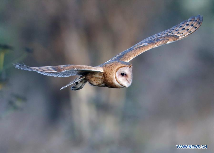 in pics: barn owl in hayward of california, u.s.