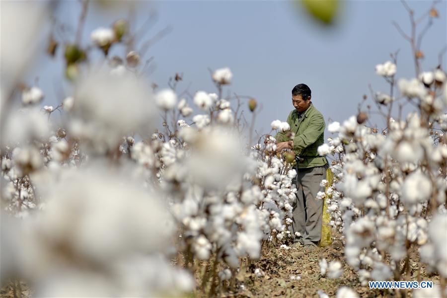Workers harvest cotton in Nangong, N China's Hebei - Xinhua | English ...