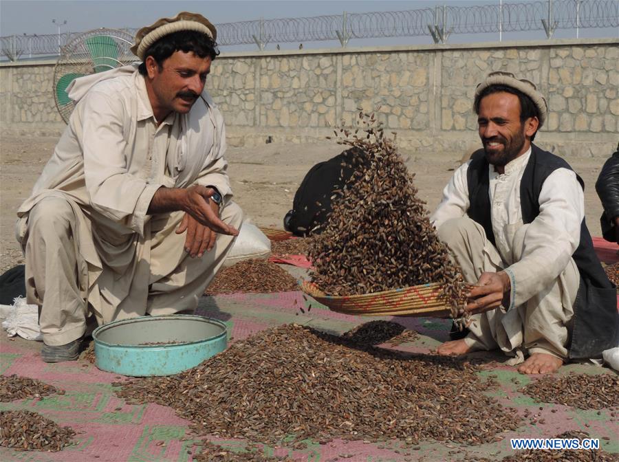 afghanistan-khost-pine nut-preparing