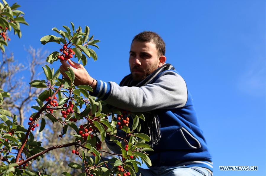 MIDEAST-NABLUS-STRAWBERRY TREE
