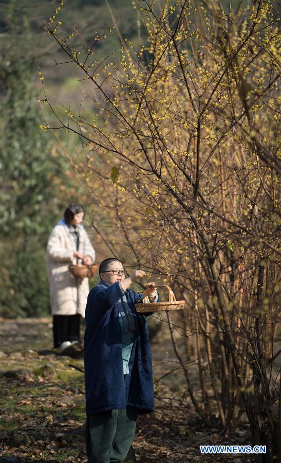 CHINA-ZHEJIANG-ANJI-WINTERSWEET TEA (CN)