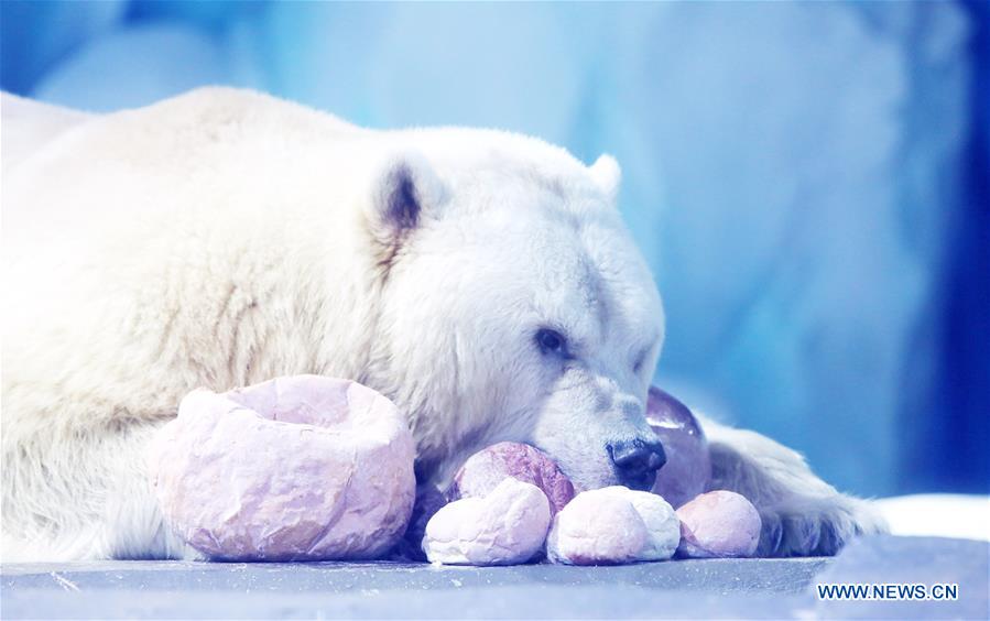polar bears celebrate chinese lantern festival by enjoying "