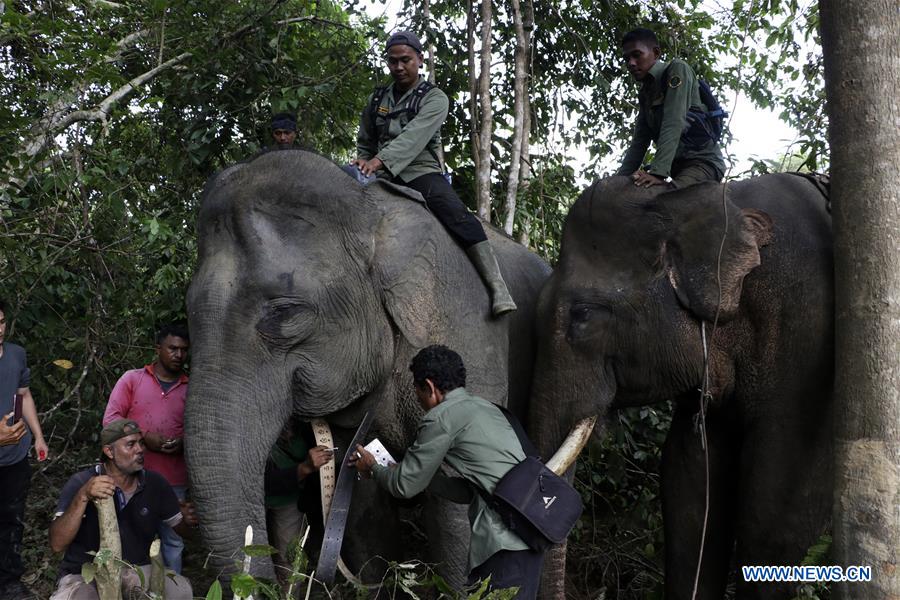 INDONESIA-ACEH-SUMATRAN ELEPHANT-GPS COLLAR-INSTALLATION 