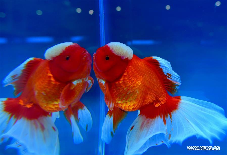 Competitive Goldfish 2nd international goldfish competition held in Fuzhou - Xinhua ...