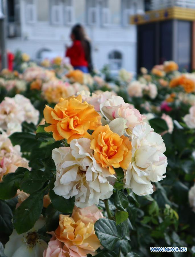 china roses in full bloom in istanbul