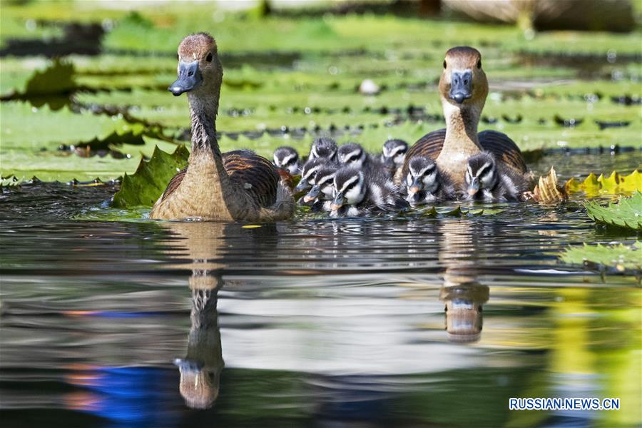 SINGAPORE-WHISTLING DUCKLINGS-DEBUT