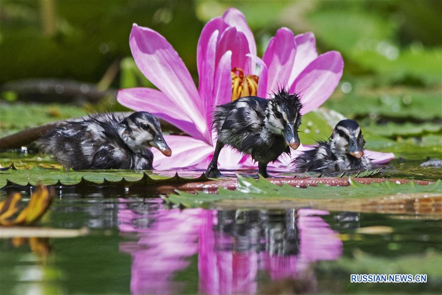 SINGAPORE-WHISTLING DUCKLINGS-DEBUT