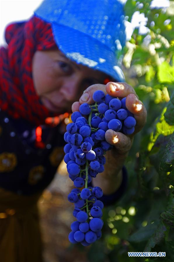 LEBANON-BEQAA VALLEY-WINERY