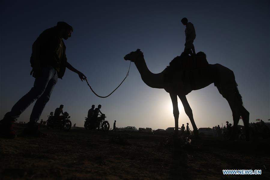 Traditional camel race held during Rafah Camel Festival in Rafah ...