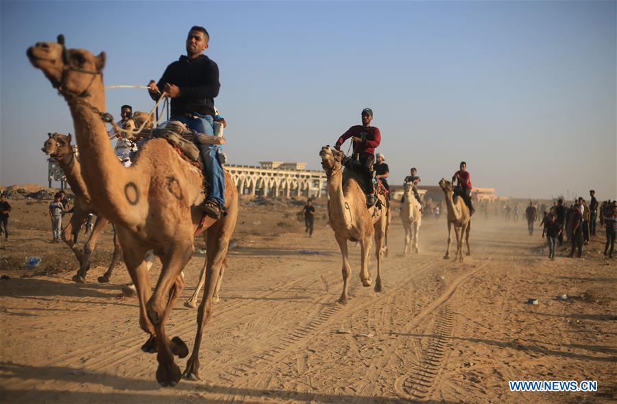 Traditional camel race held during Rafah Camel Festival in Rafah ...