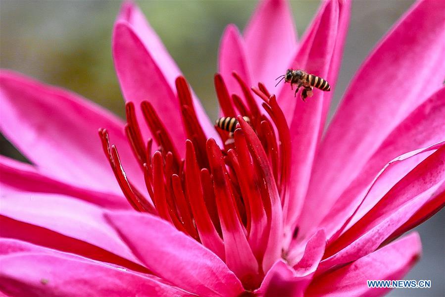 Insects seen in Quezon City, the Philippines - Xinhua | English.news.cn