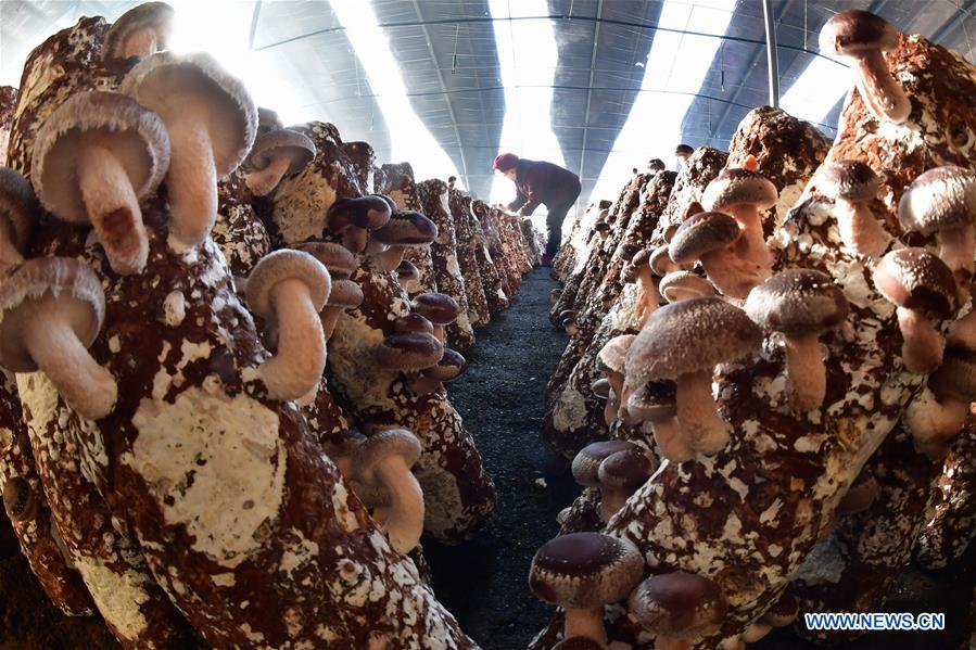 CHINA-HEBEI-TANGSHAN-FACILITY AGRICULTURE-RURAL REVITALIZATION (CN)