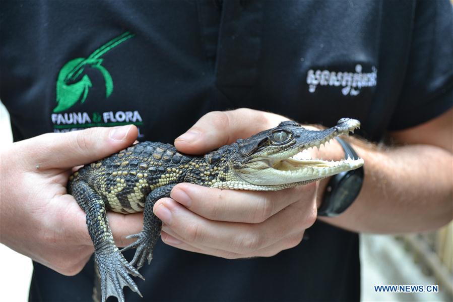 CAMBODIA-PURSAT-SIAMESE CROCODILE-CUB