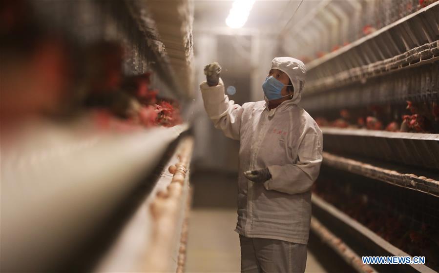 #CHINA-HENAN-WUZHI-LIVESTOCK-POULTRY-PRODUCTION (CN)