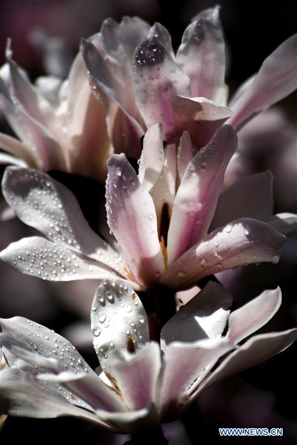 CHINA-SHAANXI-MIANXIAN-SAUCER MAGNOLIA-LIVE BROADCAST (CN)