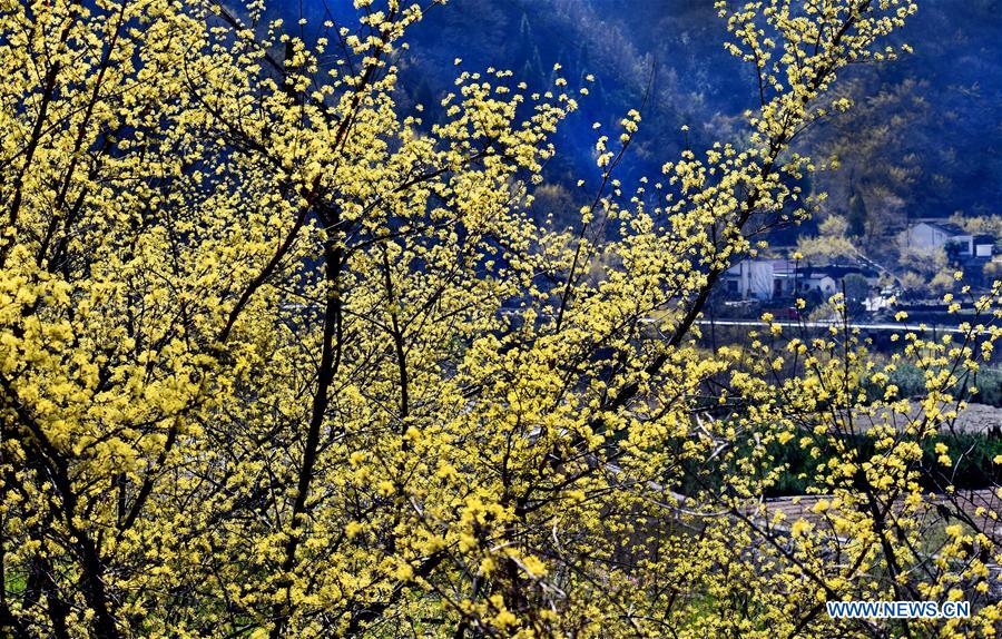 CHINA-SHAANXI-HANZHONG-DOGWOOD-FLOWER (CN)