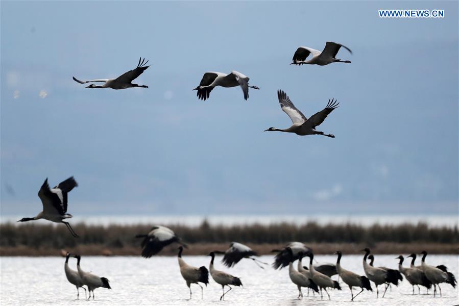 black-necked cranes seen in caohai national nature reserve in