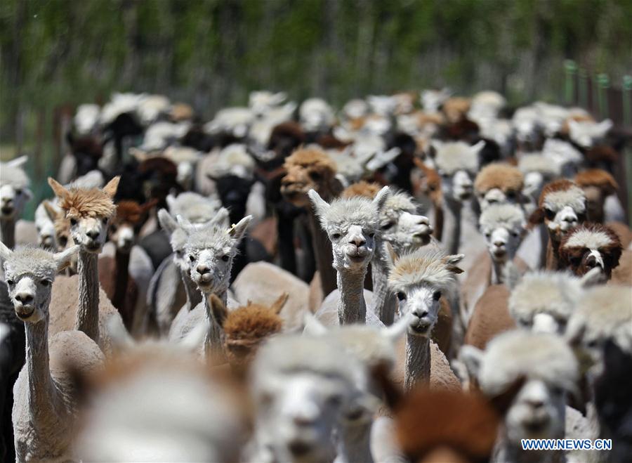 sheared alpacas seen at alpaca ranch in ne china