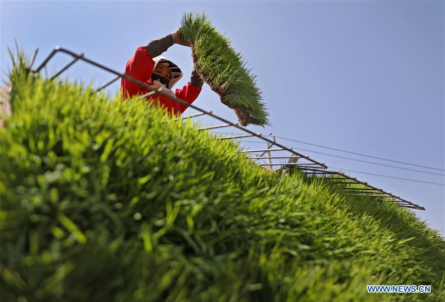 farmersplantriceseedlingsatdeshengvillageliaoning