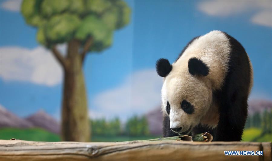 giant pandas relocated to zoo in anshan, liaoning