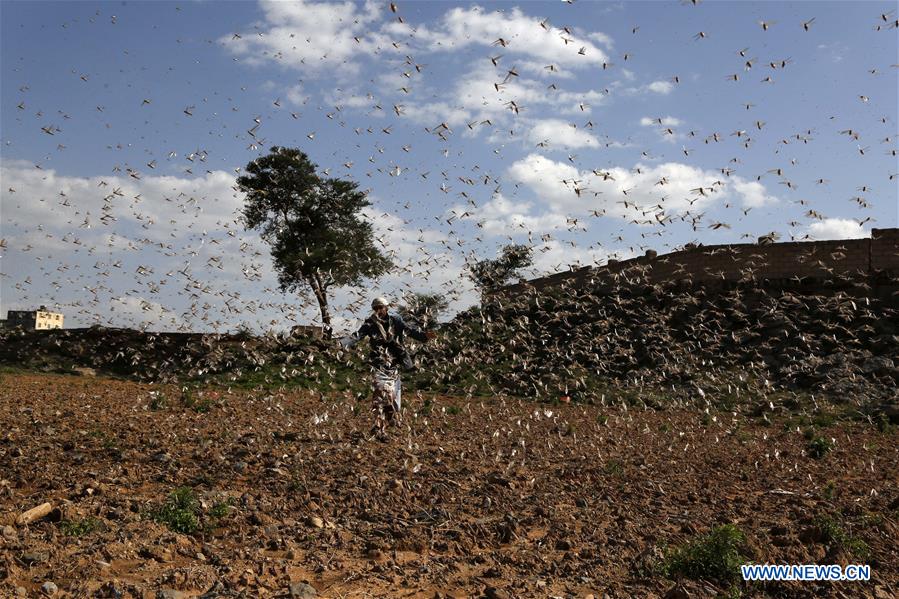 locusts invade cultivation area in dhamar province, yemen