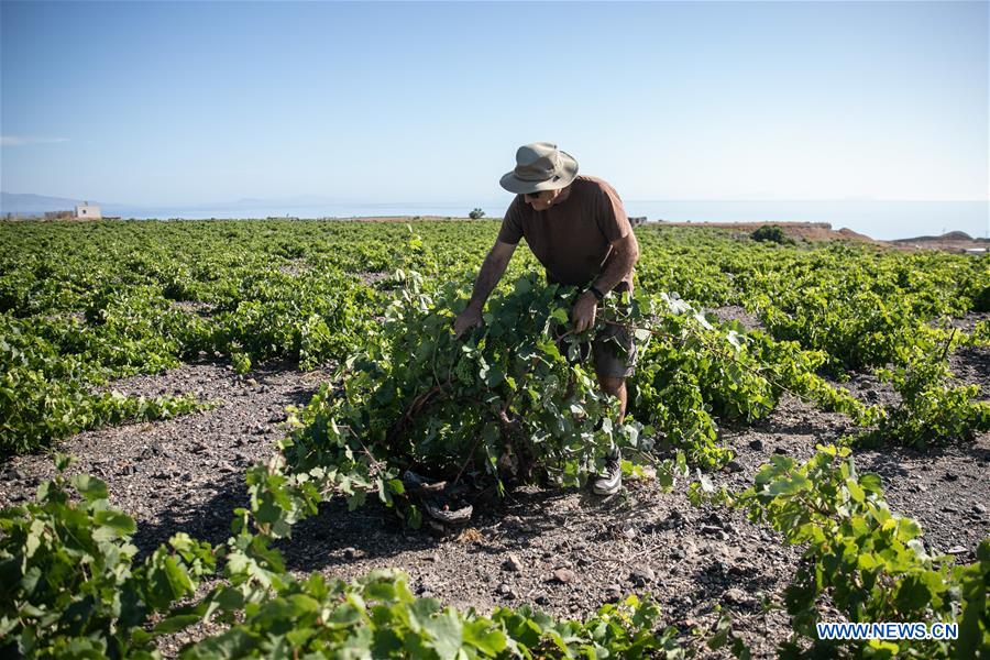 GREECE-SANTORINI-AGRICULTURE