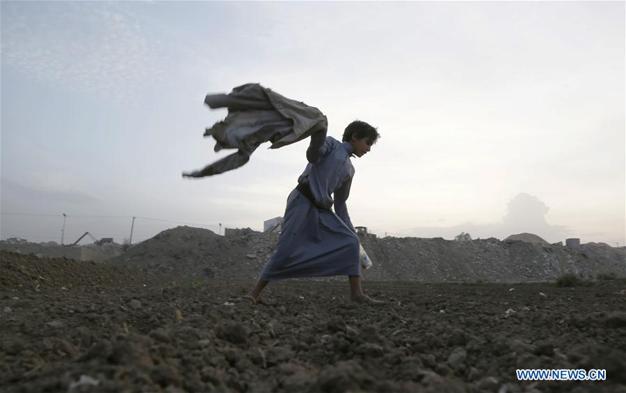 swarm of locusts arrive at sanaa, yemen