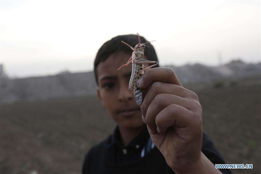a boy catches a locust after a swarm of locusts arrived at s