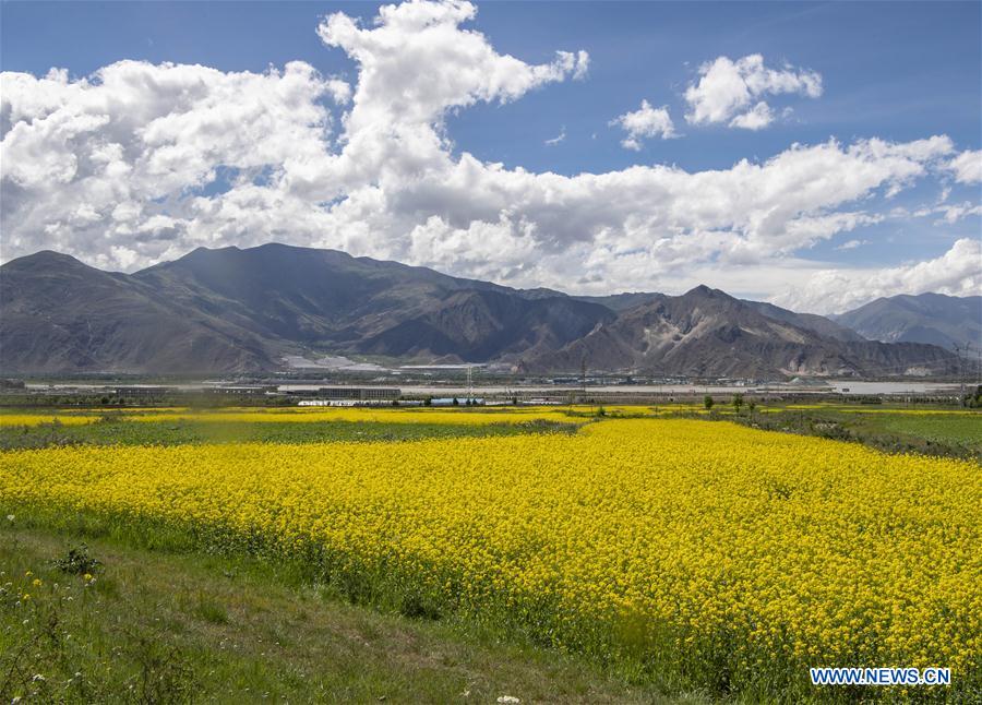 in pics: cole flowers in lhasa