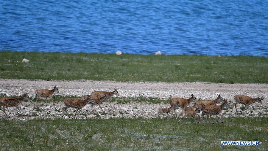 in pics: tibetan antelopes at qiangtang national nature reserve