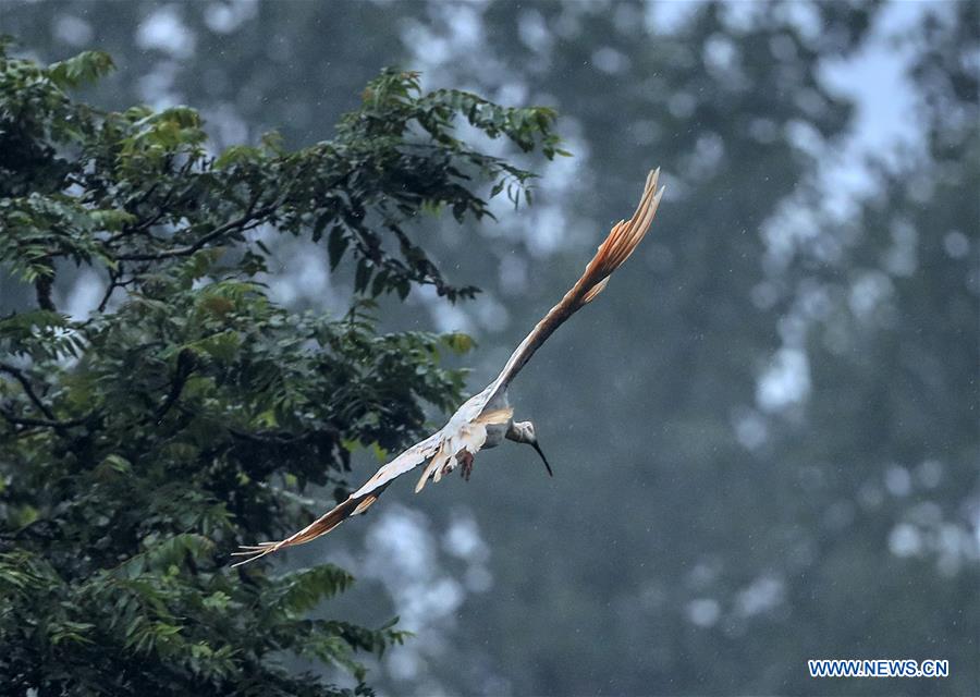 ibises, with their iconic red crests and long black beaks, were